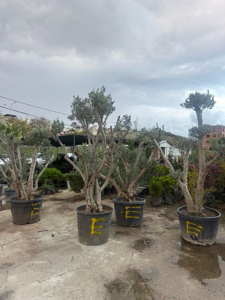 şekili zeytin - 3
