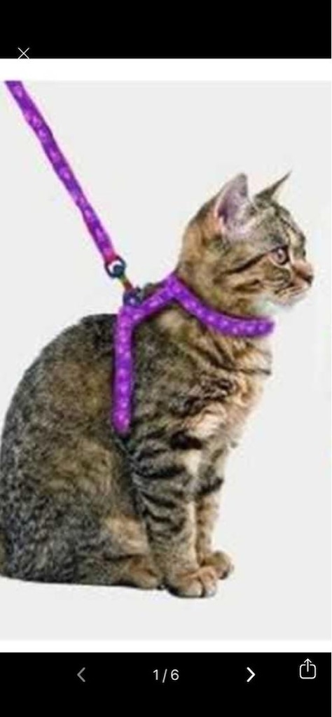 Kedi gezdirme tasması - 2