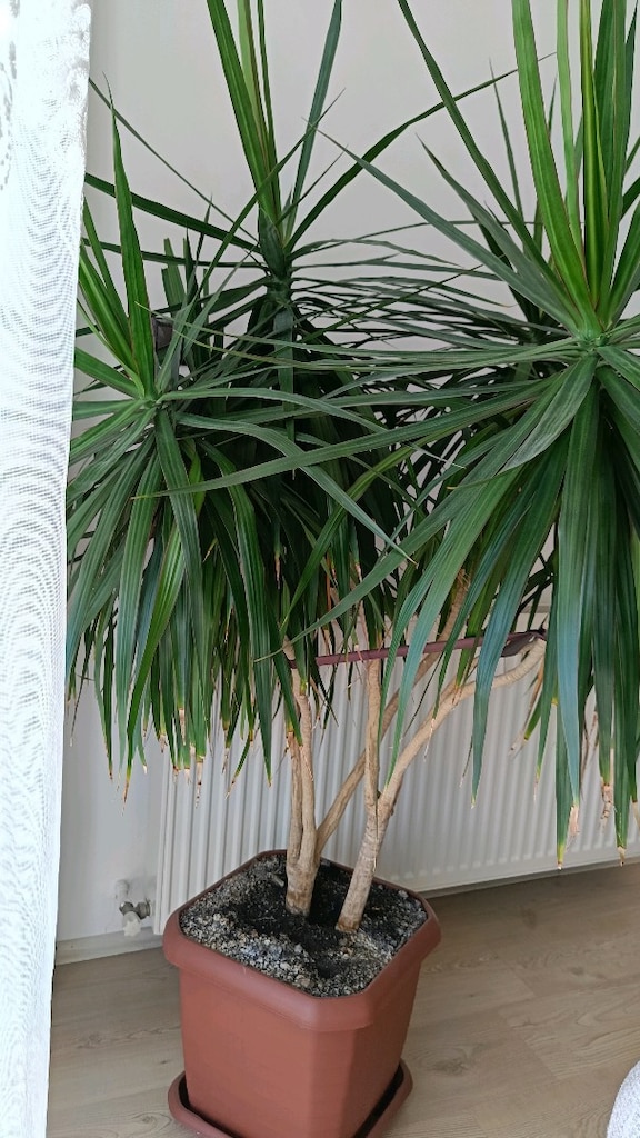 Büyük Boy Dracaena Marginata (Ejder Ağacı) – Sağlıklı Salon Bitkisi - 3