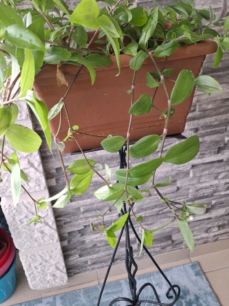 telgraf çiçeği ve çiçeklik 1050₺ - 10