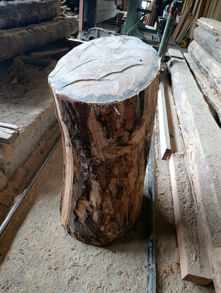 çam kütüğü - 3