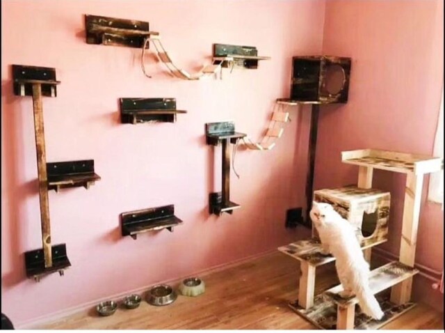 kedi platformu