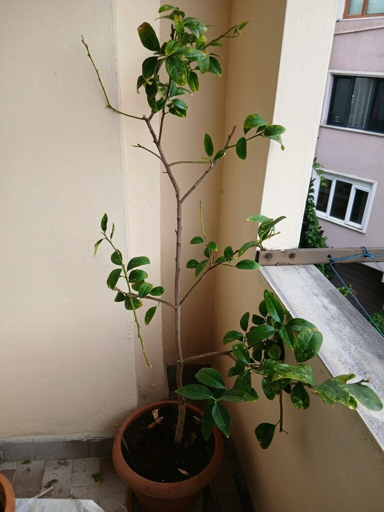 LİME LİMON AĞACI - 2