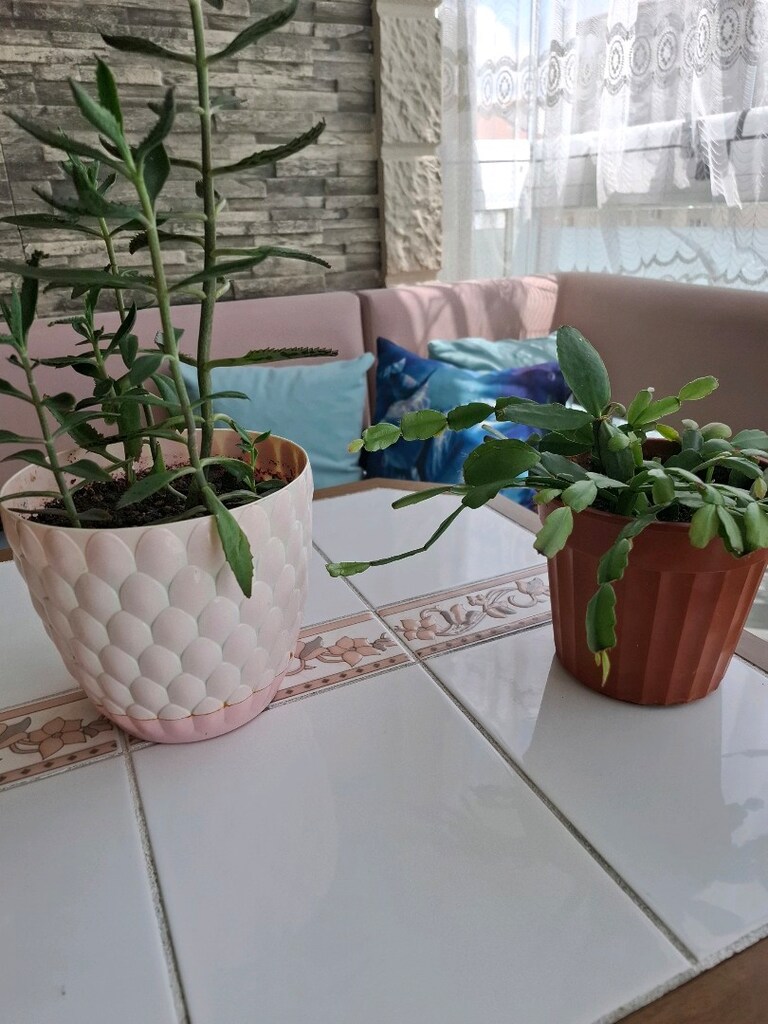 çiçek ( 2 saksı 550₺ ) - 5