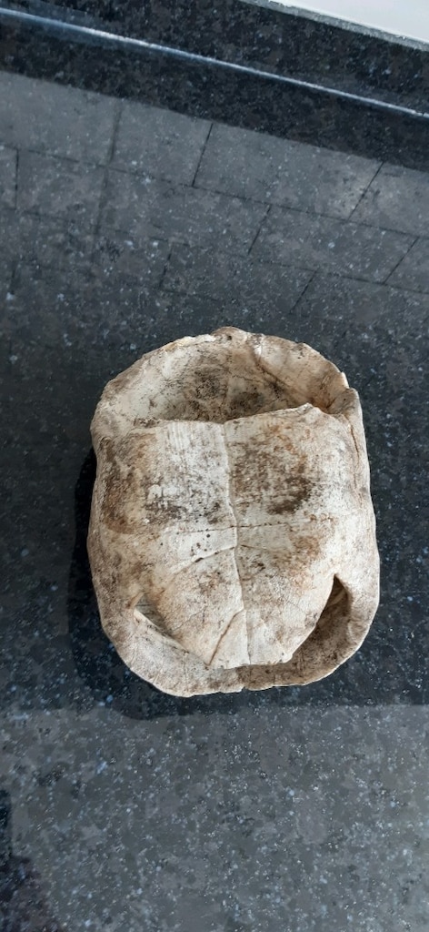 kaplumbağa kostümü - 3