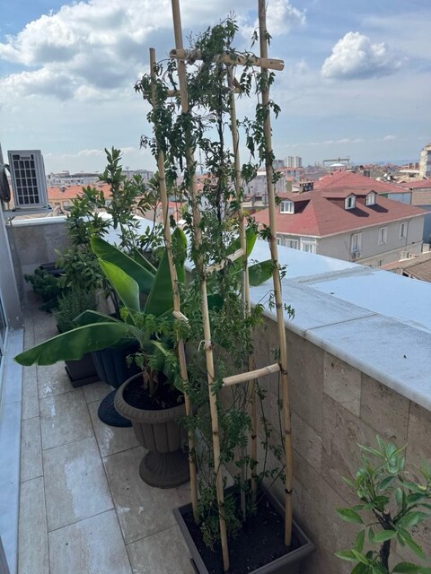 ARAP YASEMİNİNİ