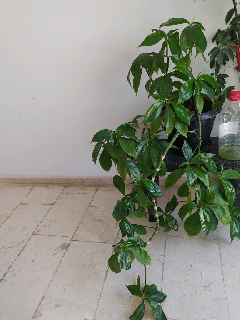 canlı cicek - 7