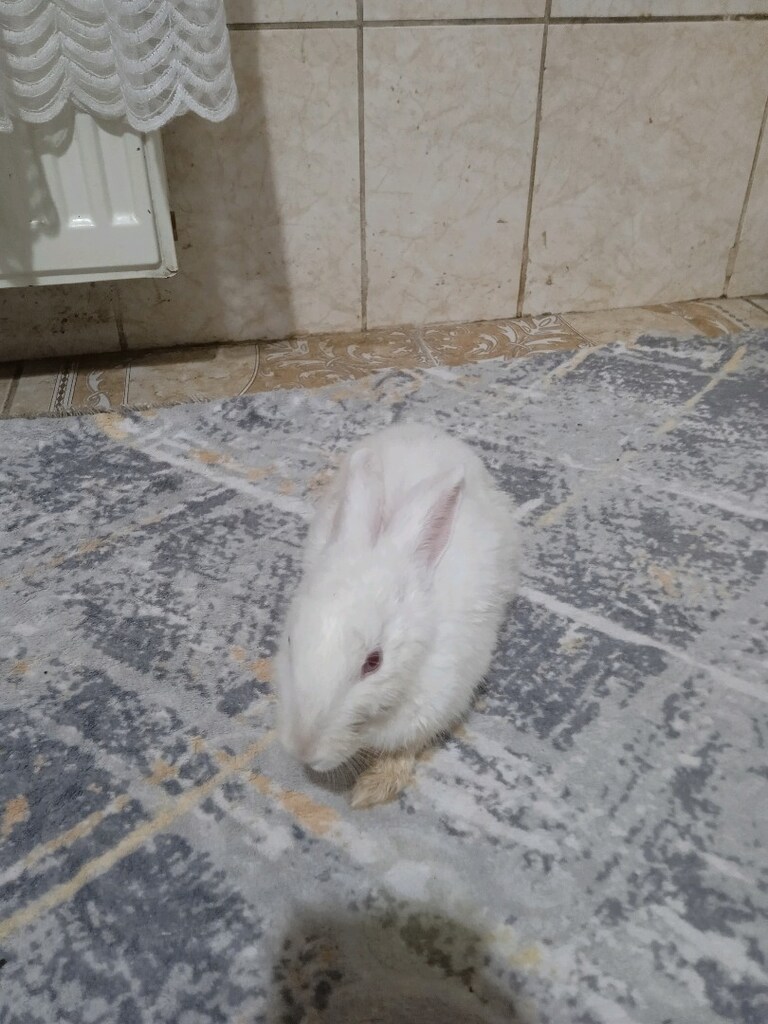 satılık tavşan - 3
