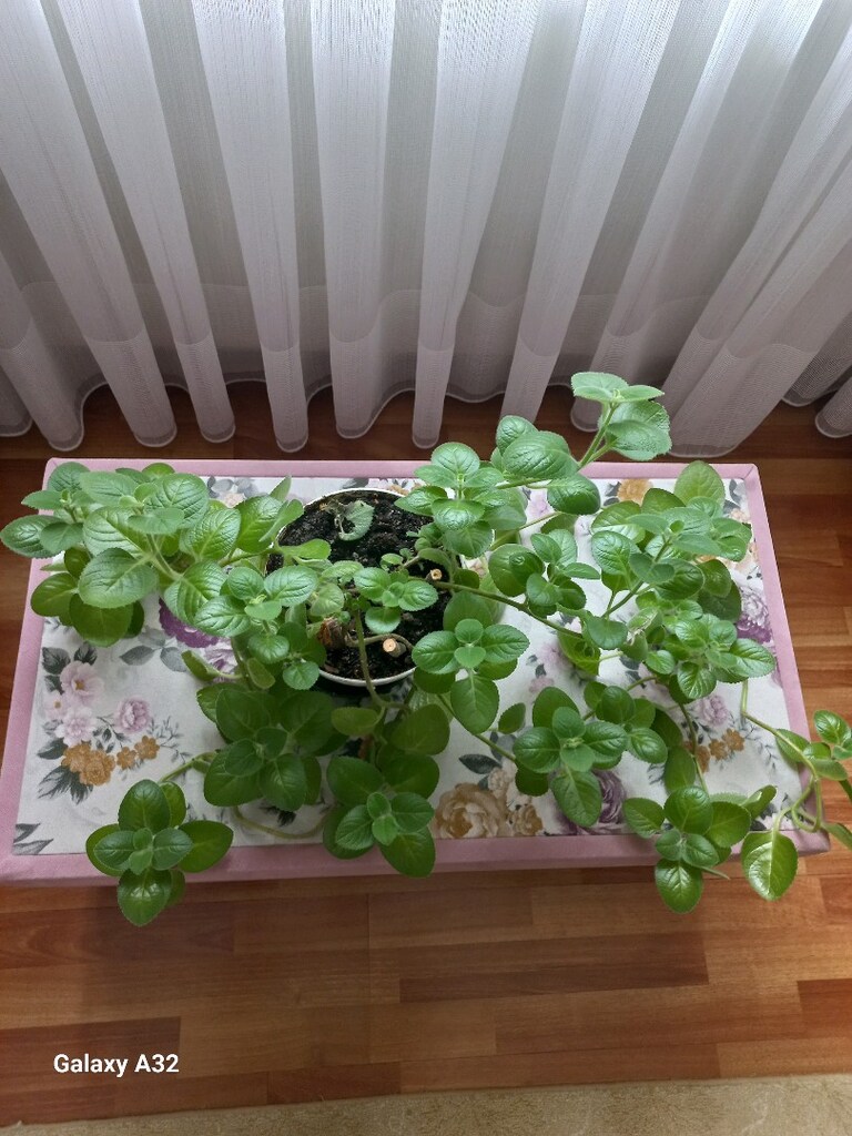 canlı çiçek küba kekik - 5