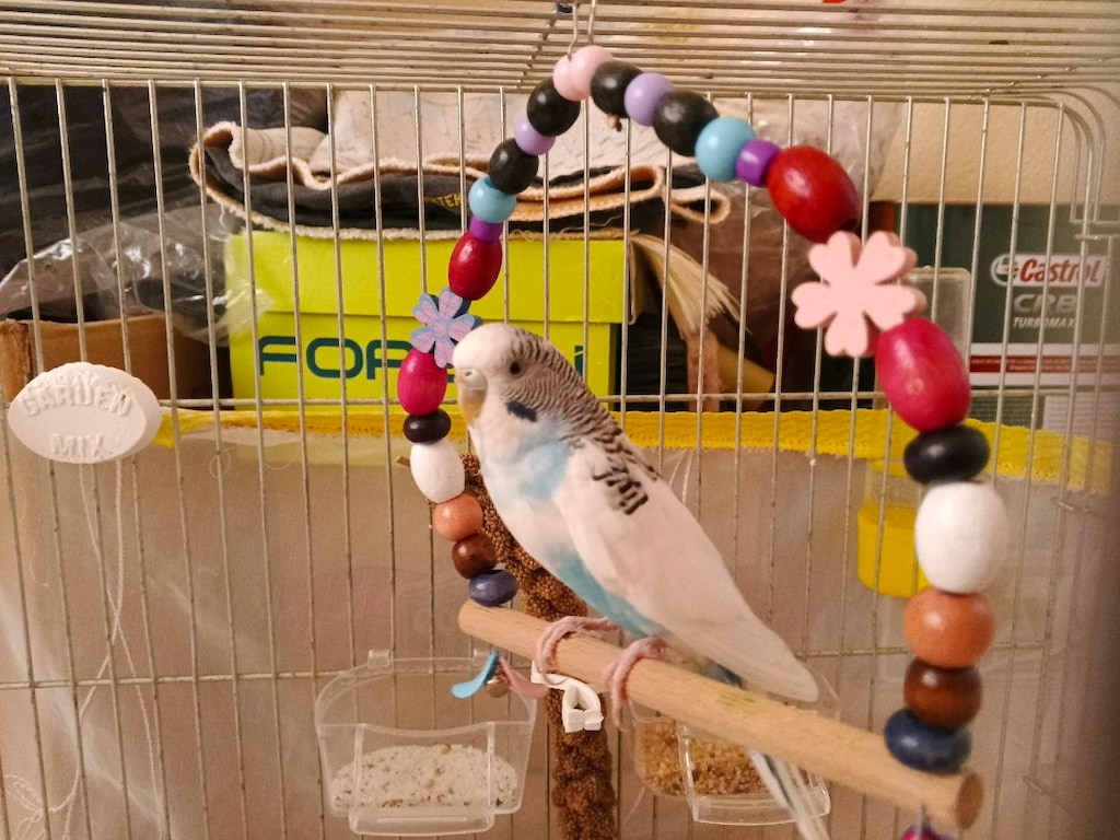 Muhabbet kuşu kafesi - 2