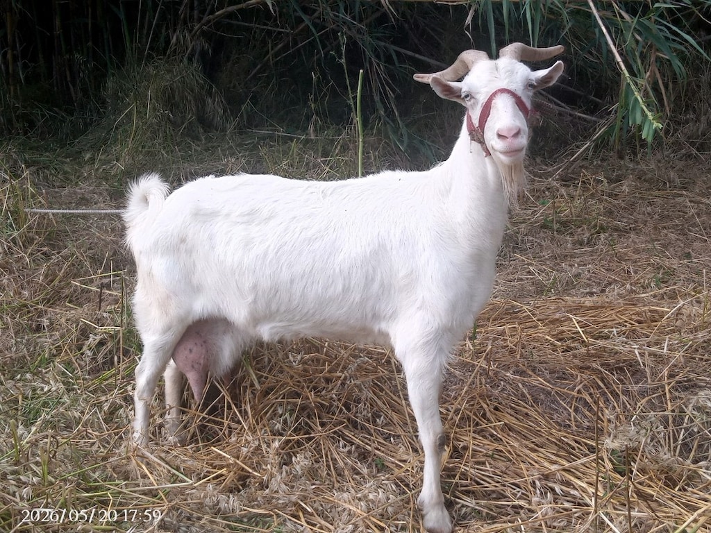sanaen keçi ve oğlak