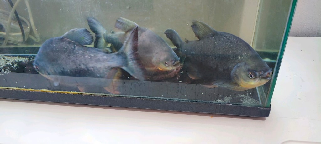 KOMPLE SATILIK AKVARYUM - 8