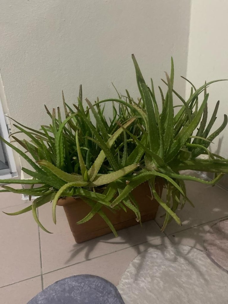 Aloe Vera Bitkisi - 2