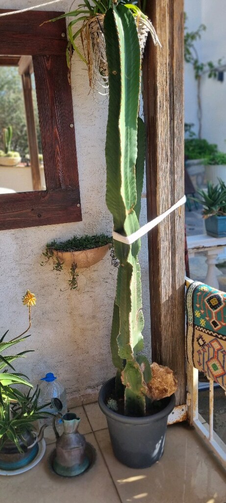 DİKENSİZ (euphorbia)kaktūs - 5