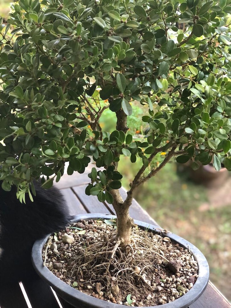 Bonsai Ağacı şimşir - 3
