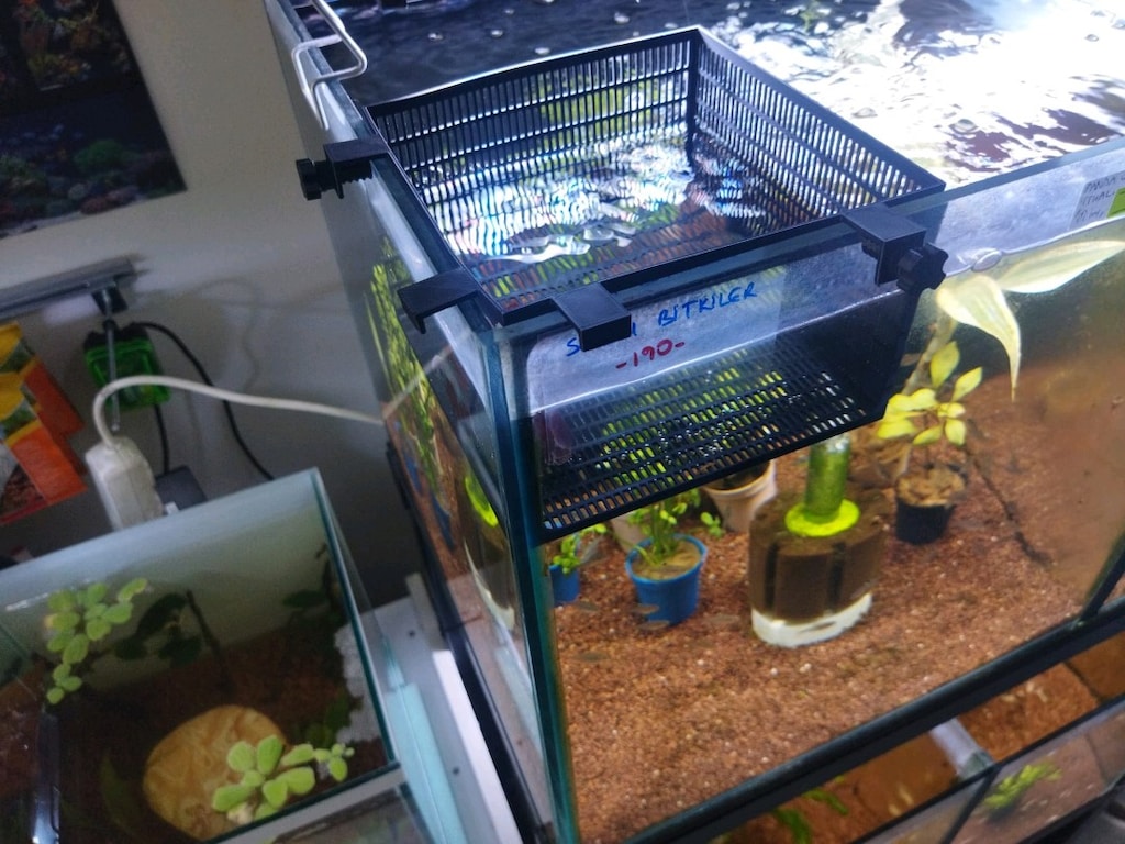 3D Balık ayırma sepeti ... Salınım yapmaz kaliteli malzeme ... - 4
