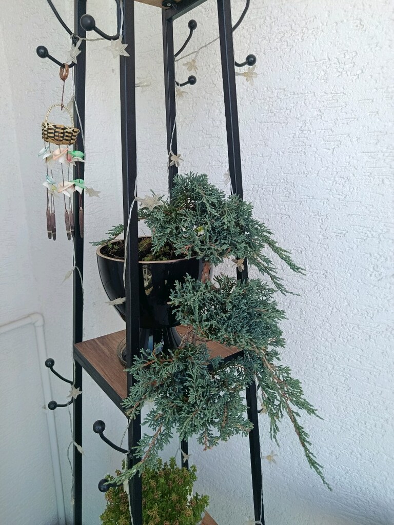 bonsai - 2