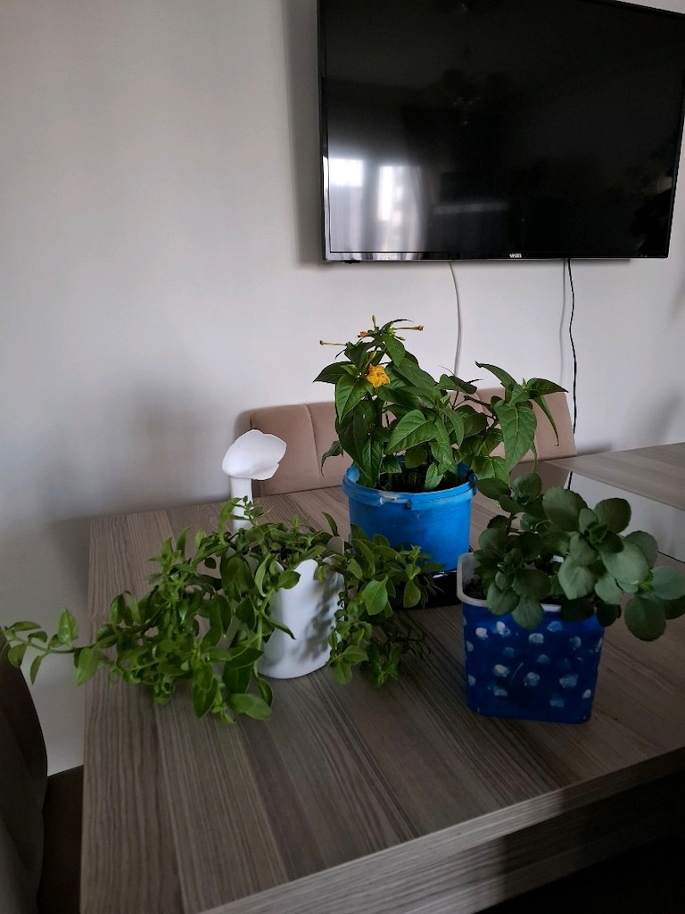 canlı çiçekler ( hepsi 350₺) - 2