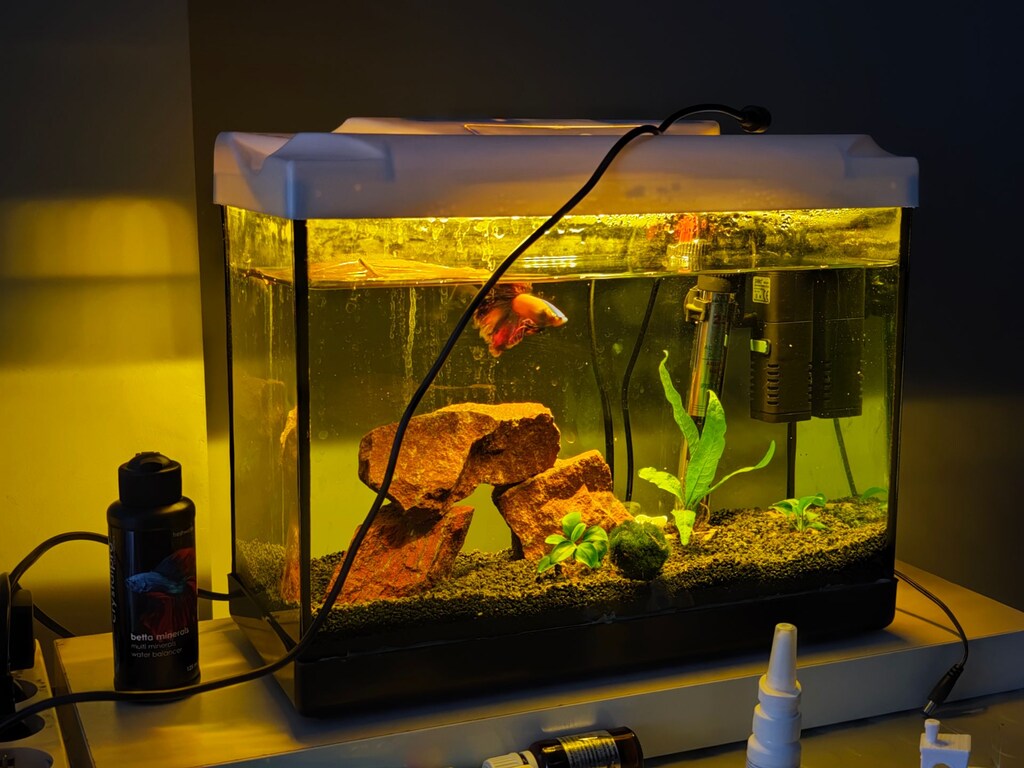 15 LİTE BETA AKVARYUMU BALIK TAM SET - 2