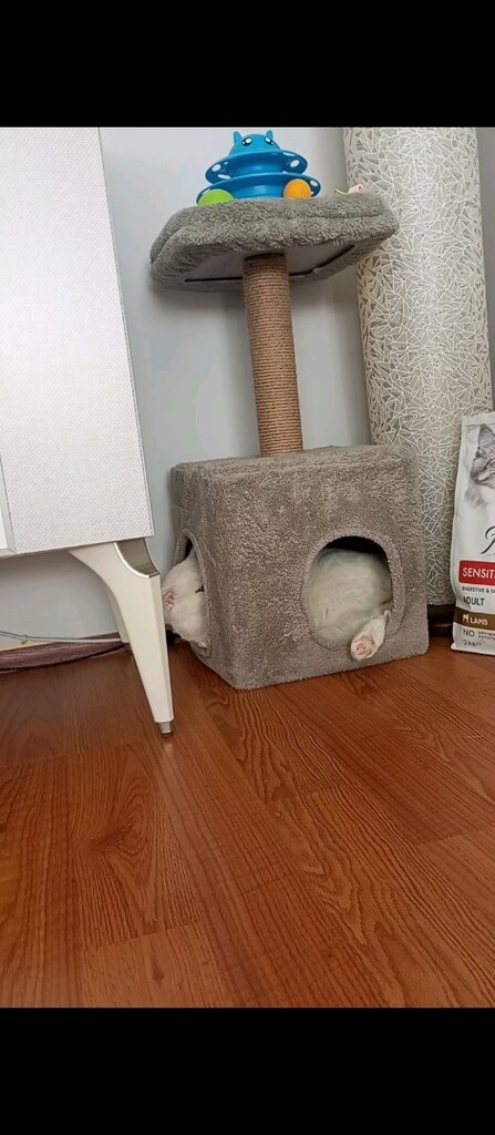 kedi evi hediye geldi küçüktür - 2