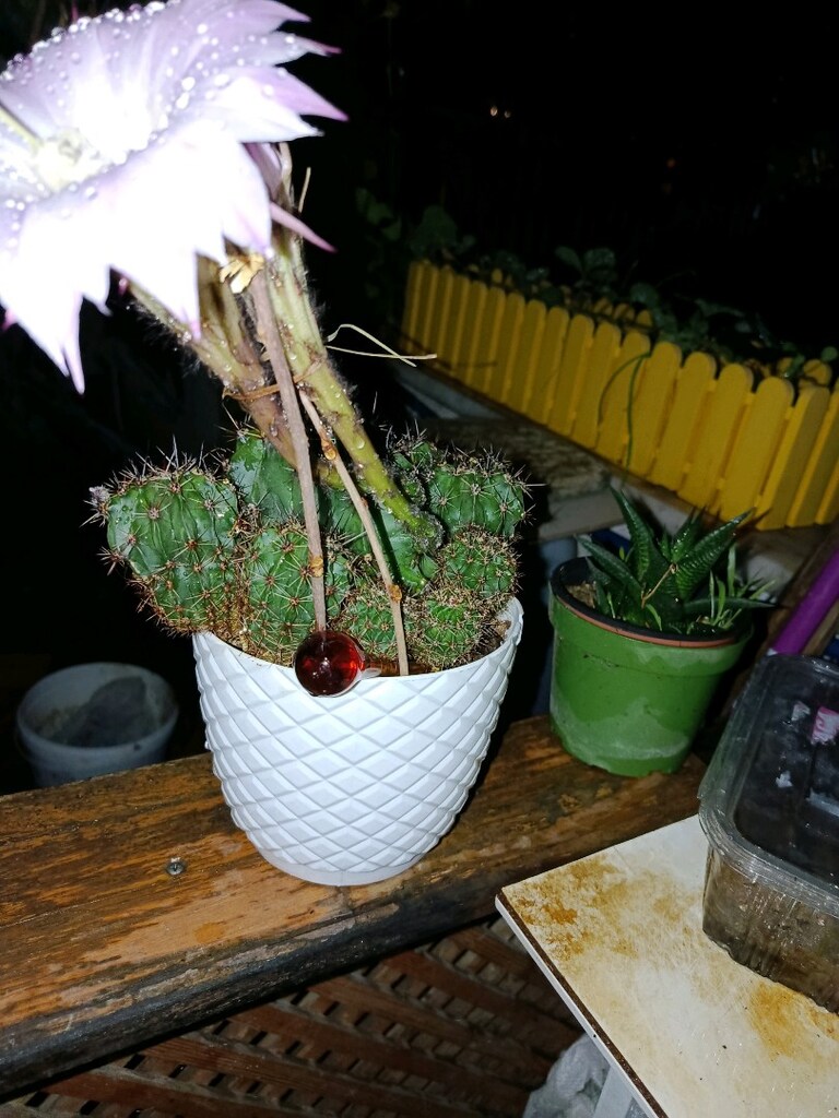 Kabtüs çok güzel çiçek acar - 2