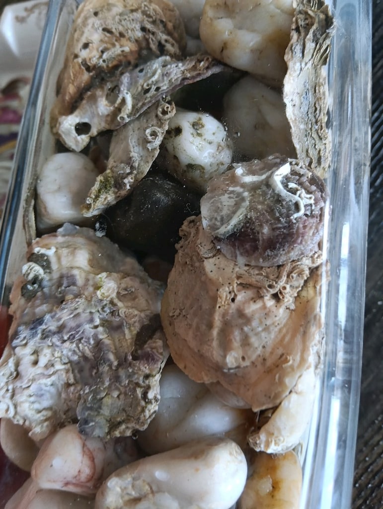 feansız büyük cam ve içi dolu deniz kabuğu ve taşları. marıne dekor - 8