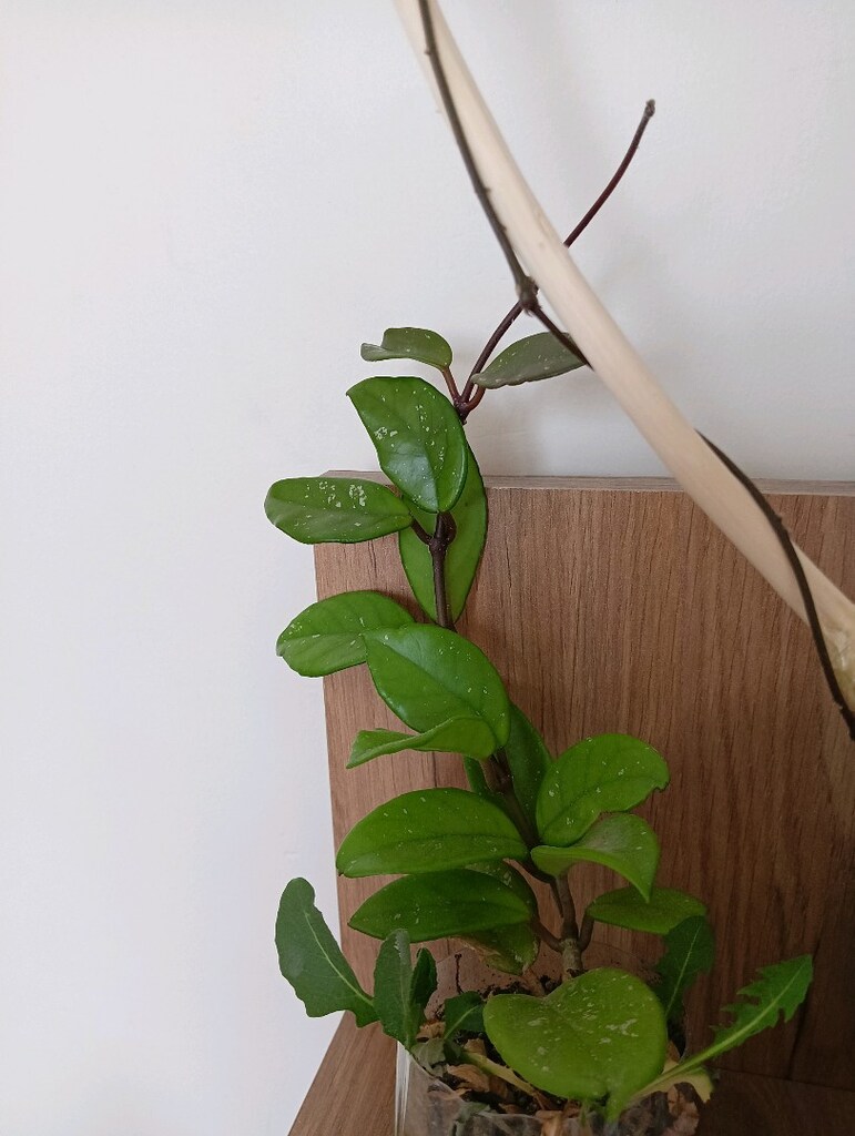 mum ciçegi - 4