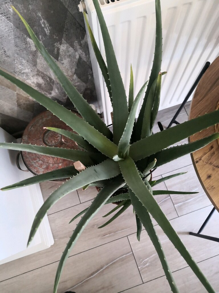 Alovera - 2