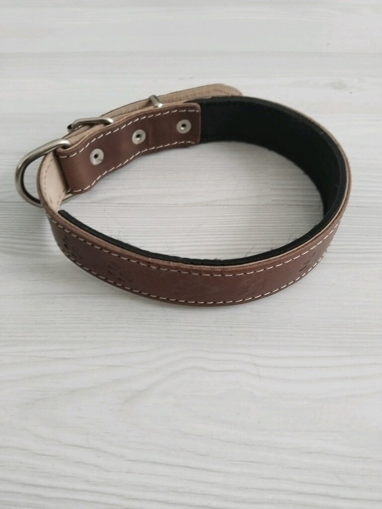 KÖPEK TASMASI - 2
