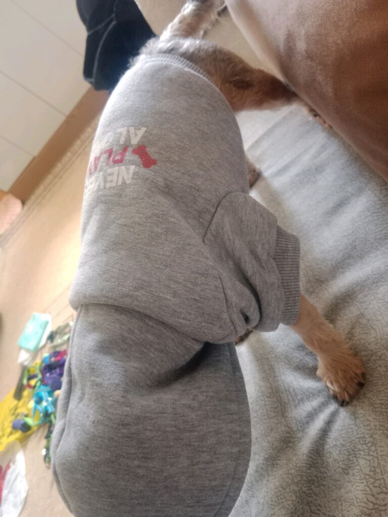 köpek giyisisi S beden - 12