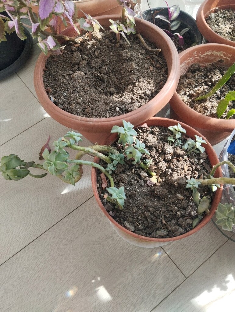 Canlı Çiçek her mevsim yetişen bakımı kolay - 15