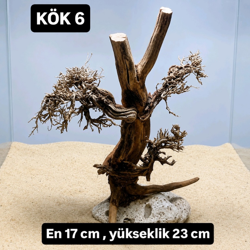 Moss ağaç çeşitleri - 17