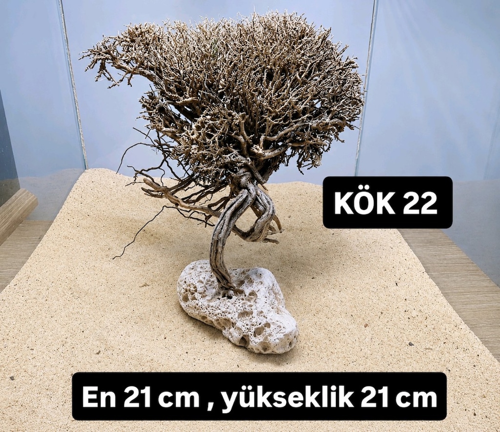 Moss ağaç çeşitleri - 19