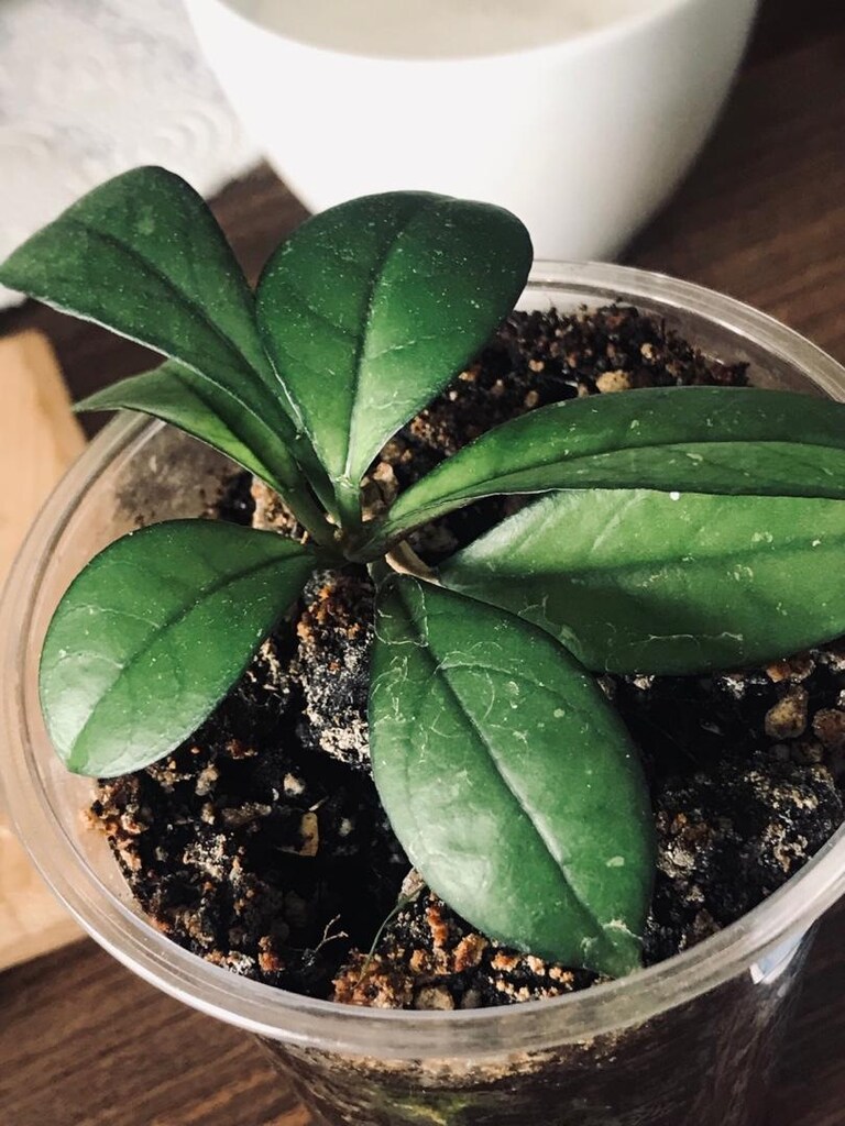 Hoya craspetiolata çiçek görseli alıntıdır - 3