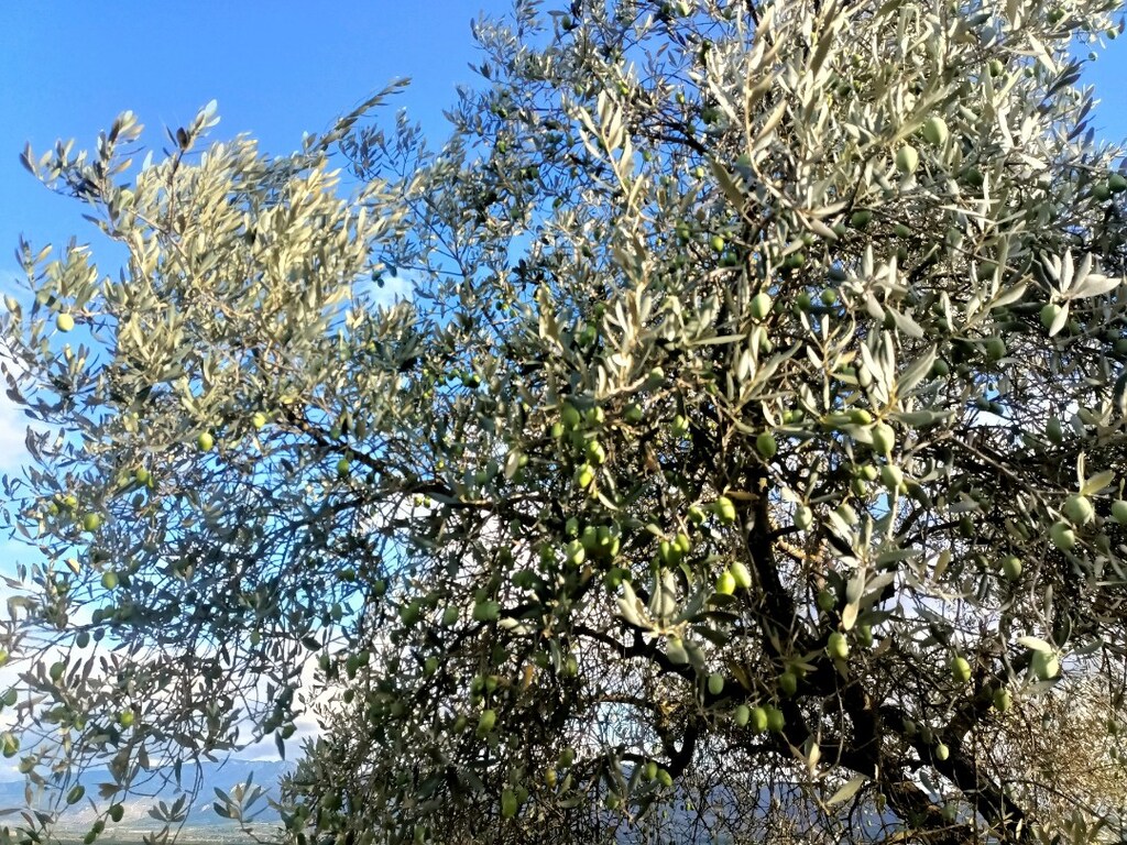 yıllanmış zeytin ağaçları satılık - 7