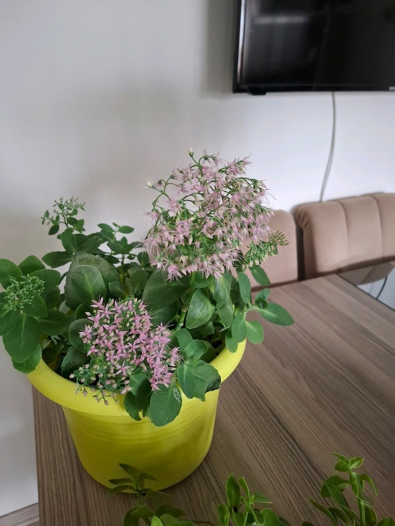 hepsi 550₺ canlı çiçekler - 13