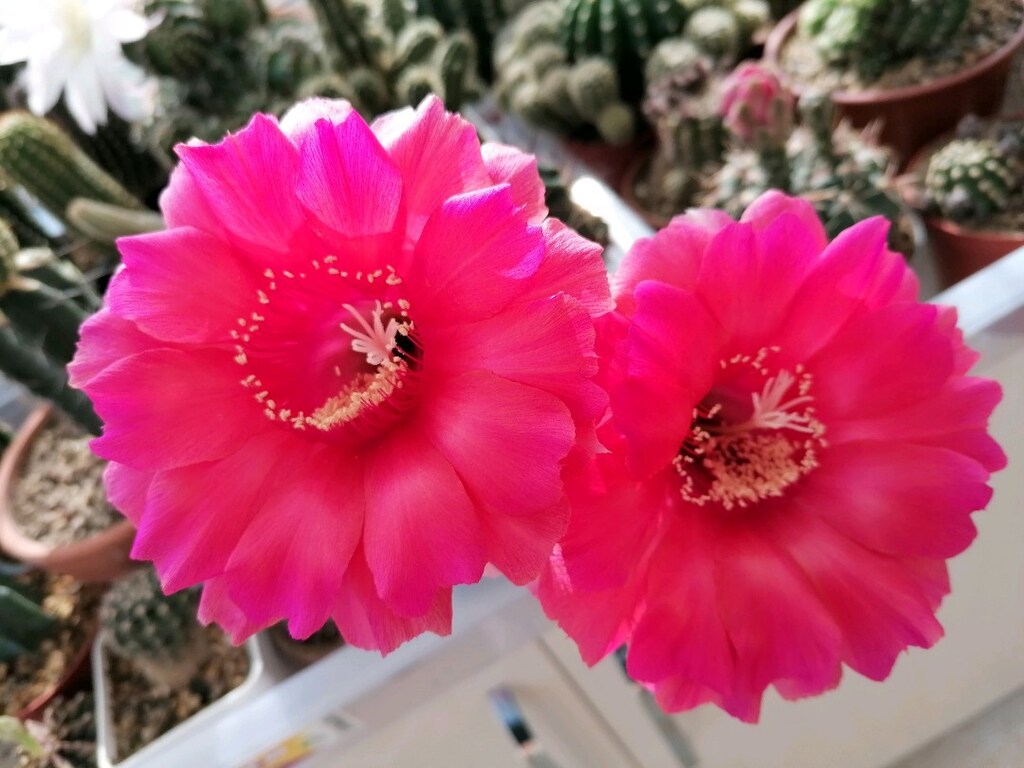 Hibrit echinopsis - 3