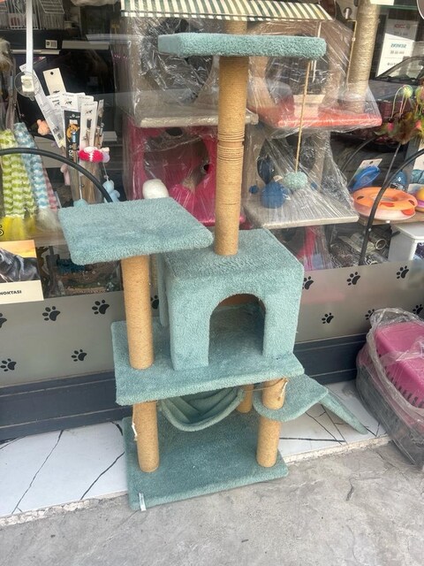 Kedi evi