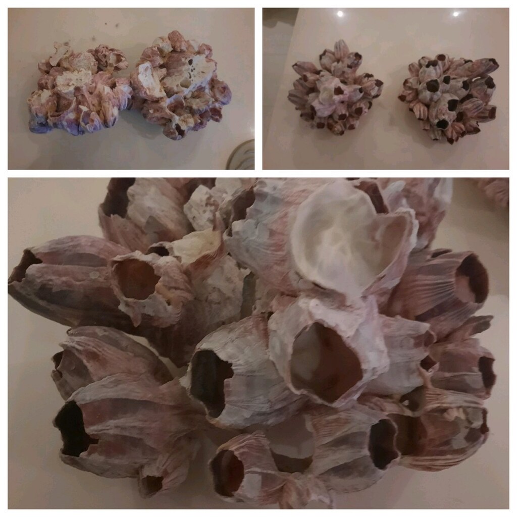 2 adet Doğal deniz objesi_Kazayağı Midyesi (Barnacle) - 3