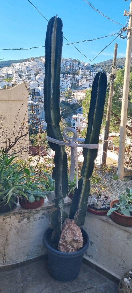 DİKENSİZ (euphorbia)kaktūs - 9