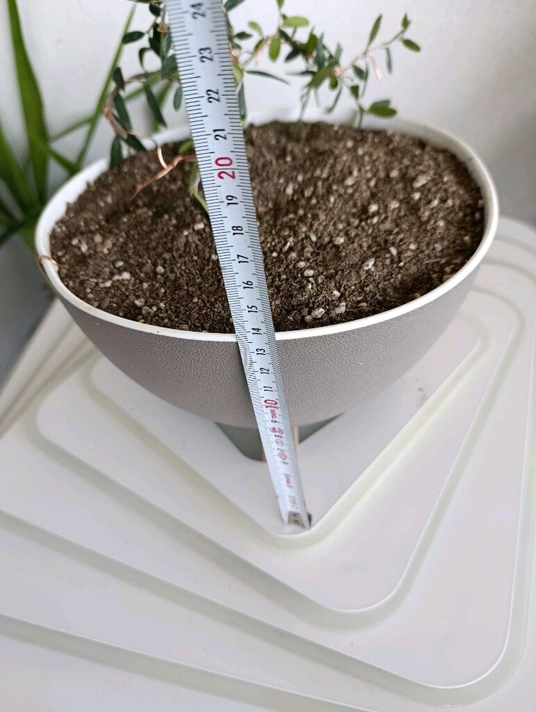 bonsai - 4