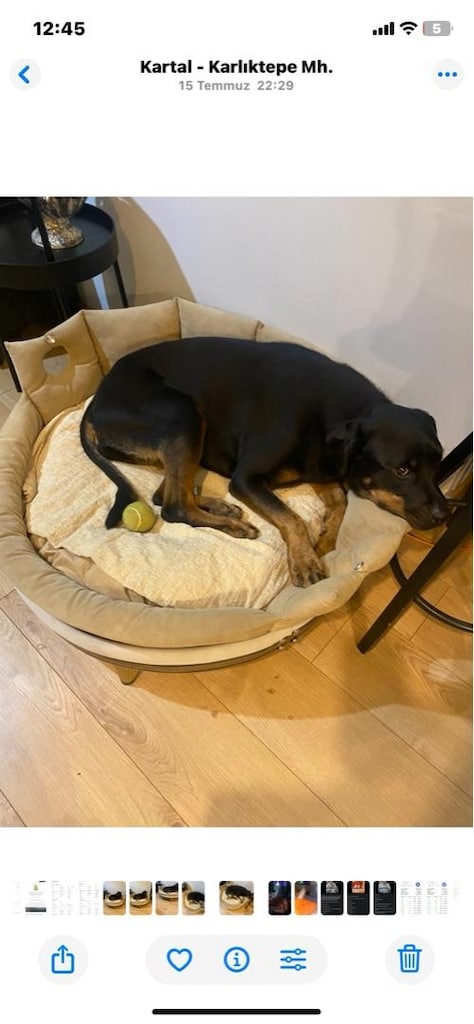 şık tasarım büyük köpek yatağı - 2