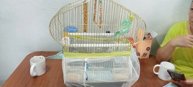 kuş kafesi ile birlikte