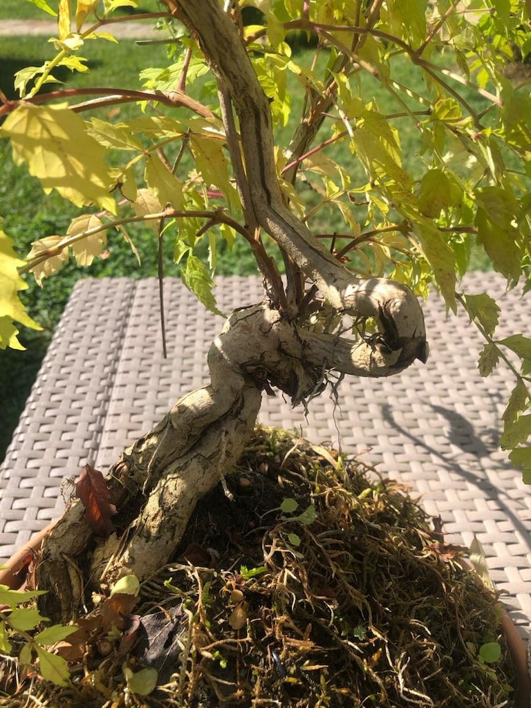 Mor Salkım Bonsai Bitkisi - 5