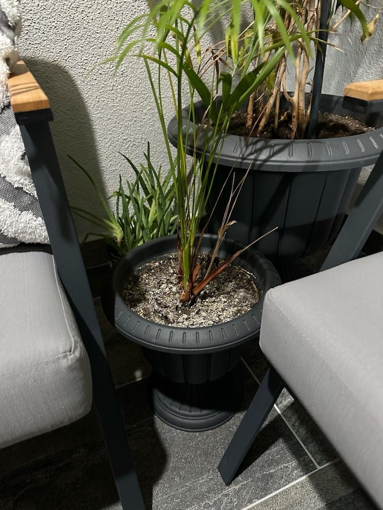 canlı salon bitkisi benjamin areka palmiyesi ve aloe vera bitkisi - 6
