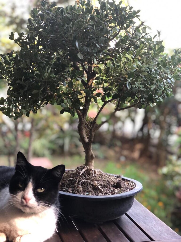 Bonsai Ağacı - 9