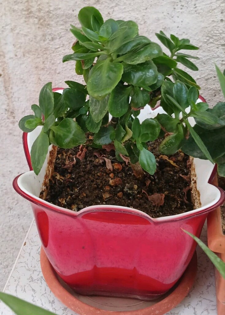 çiçek - 2