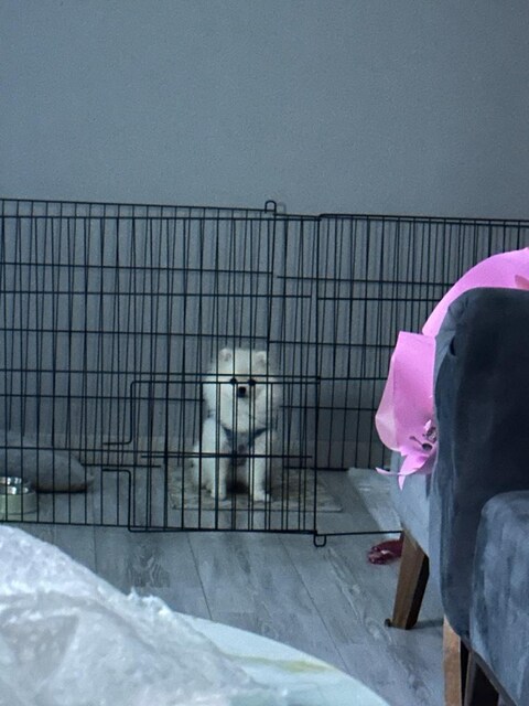 köpek eğitim kafesi