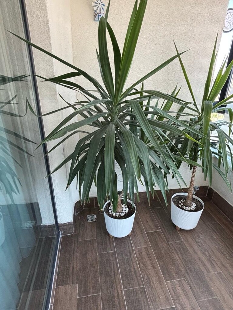 yukka - ofis ve ev çiçeği - 4
