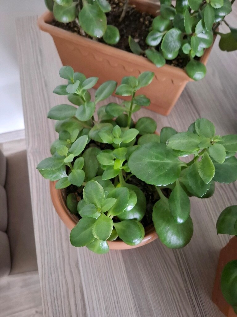 kalanşo çiçekleri ( Tanesi 250₺) - 14